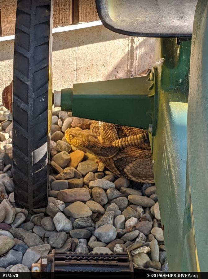 Timber Rattlesnake