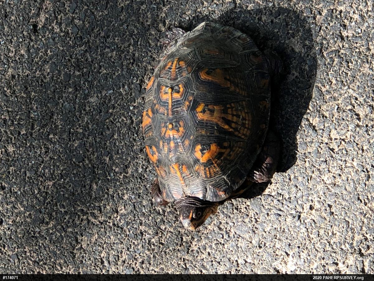Eastern Box Turtle