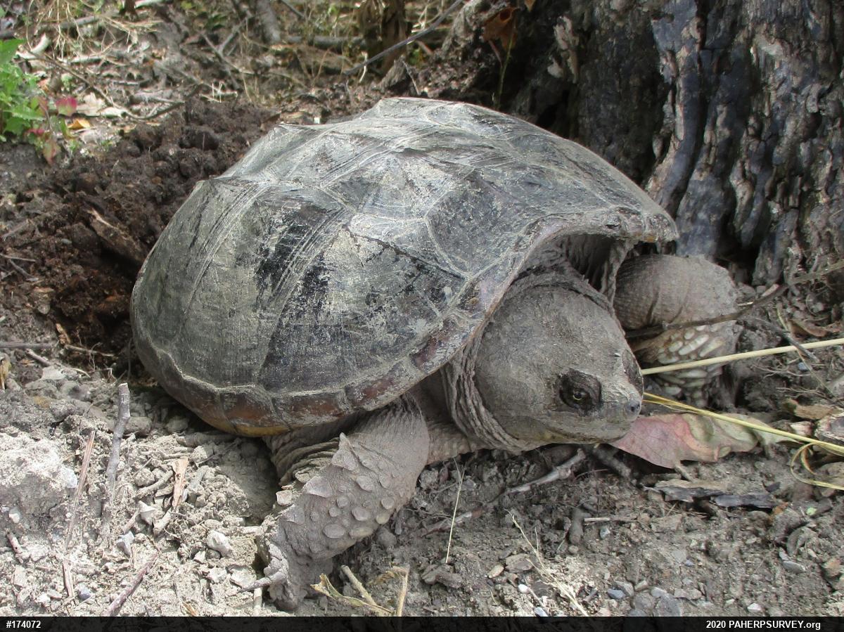 Snapping Turtle