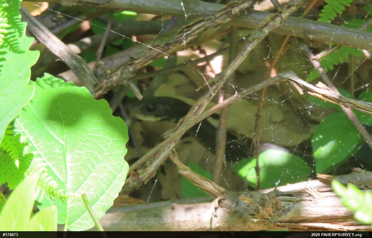 Northern Black Racer