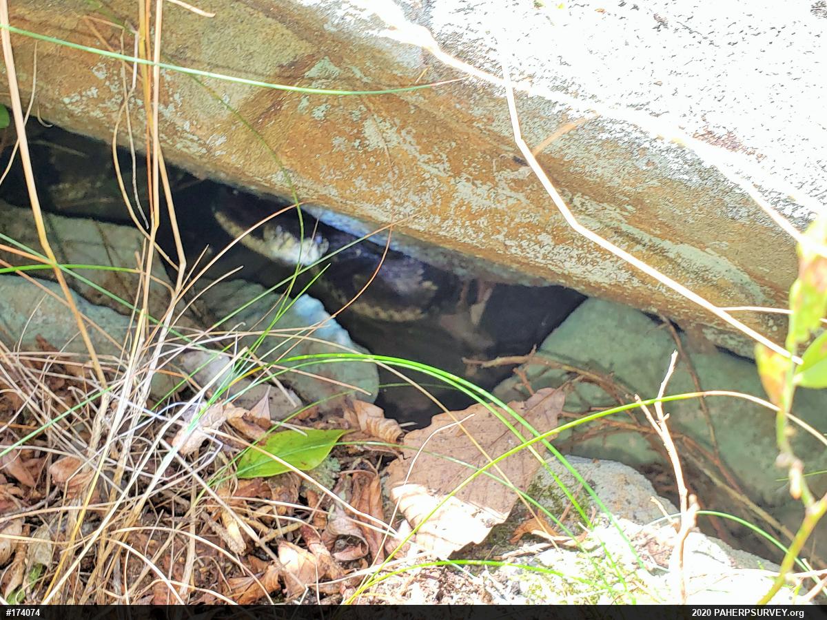Timber Rattlesnake