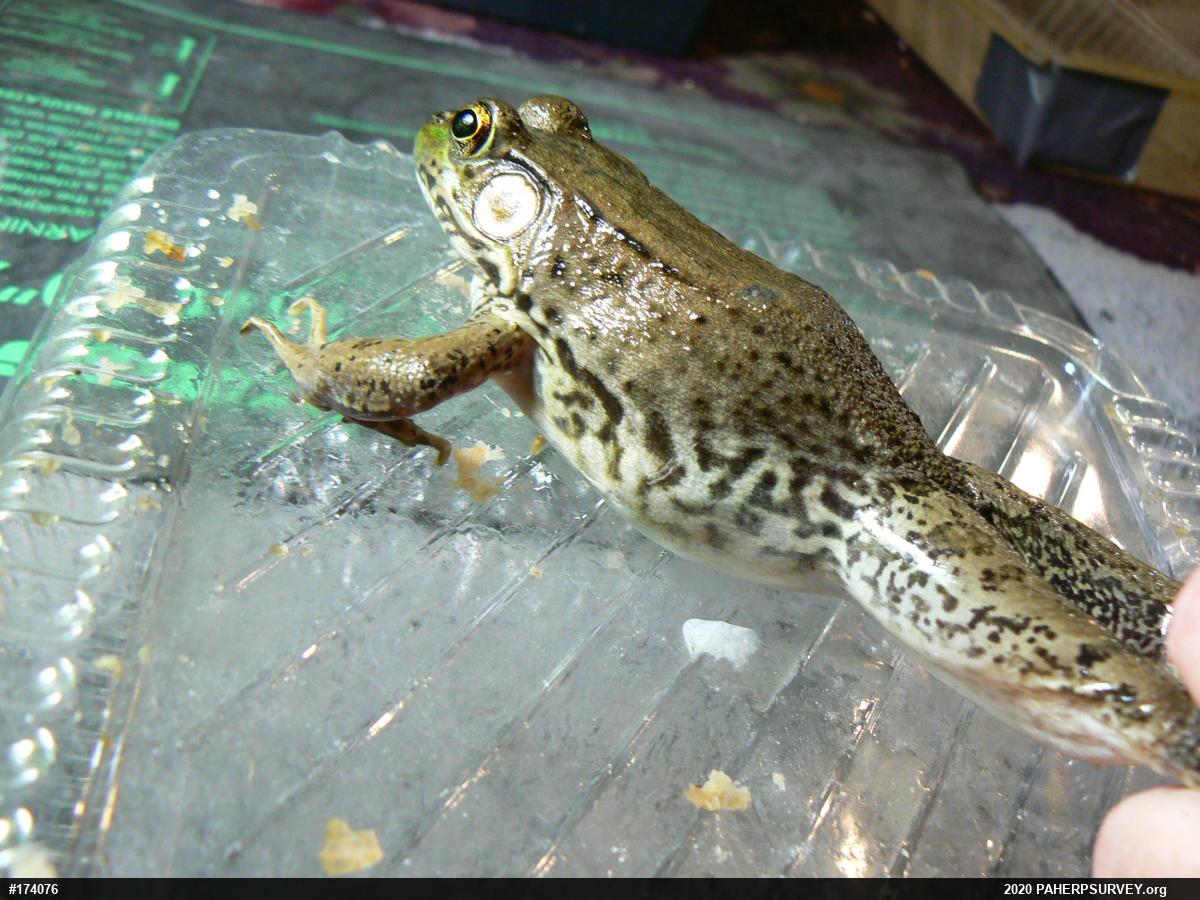 Green Frog