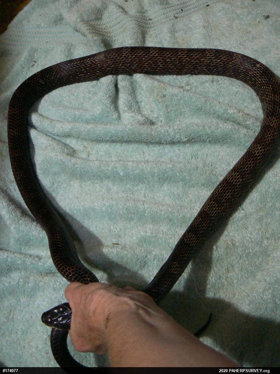Eastern Ratsnake