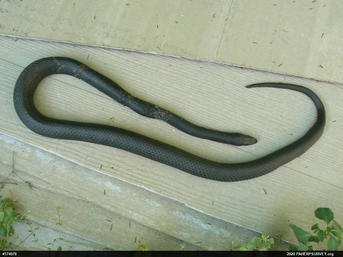 Northern Black Racer