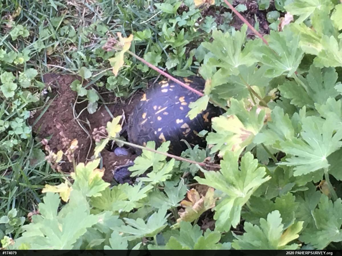 Eastern Box Turtle