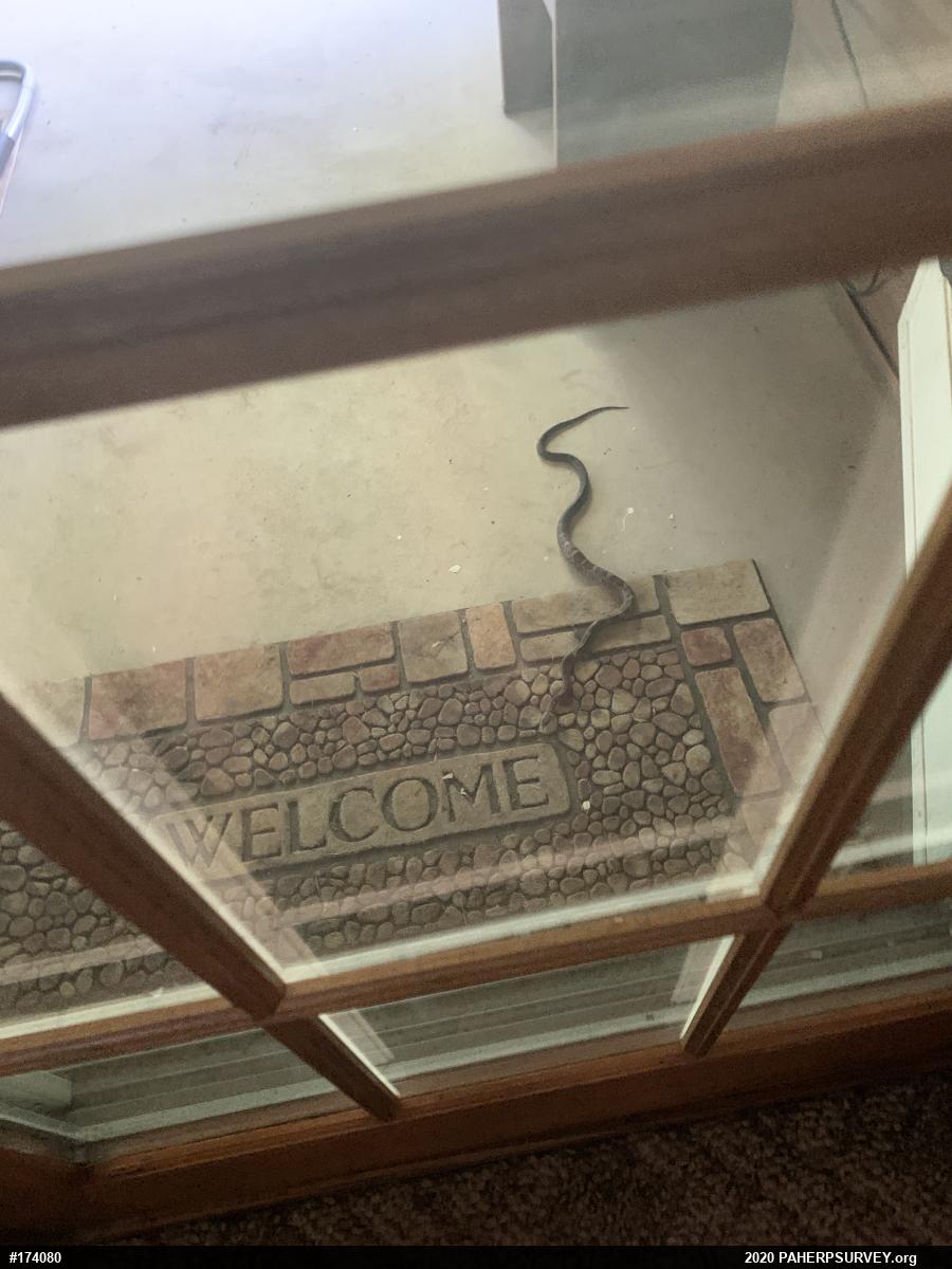Eastern Ratsnake