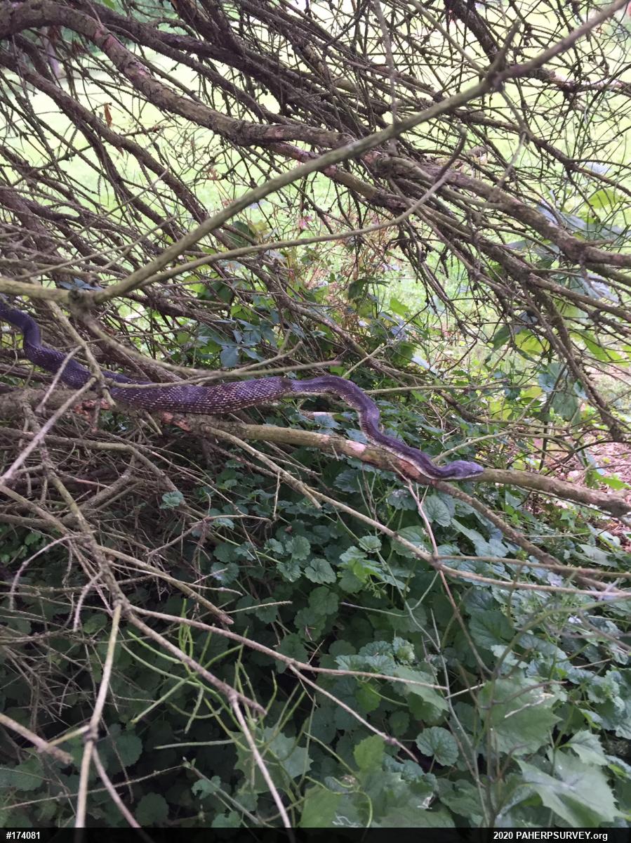 Eastern Ratsnake