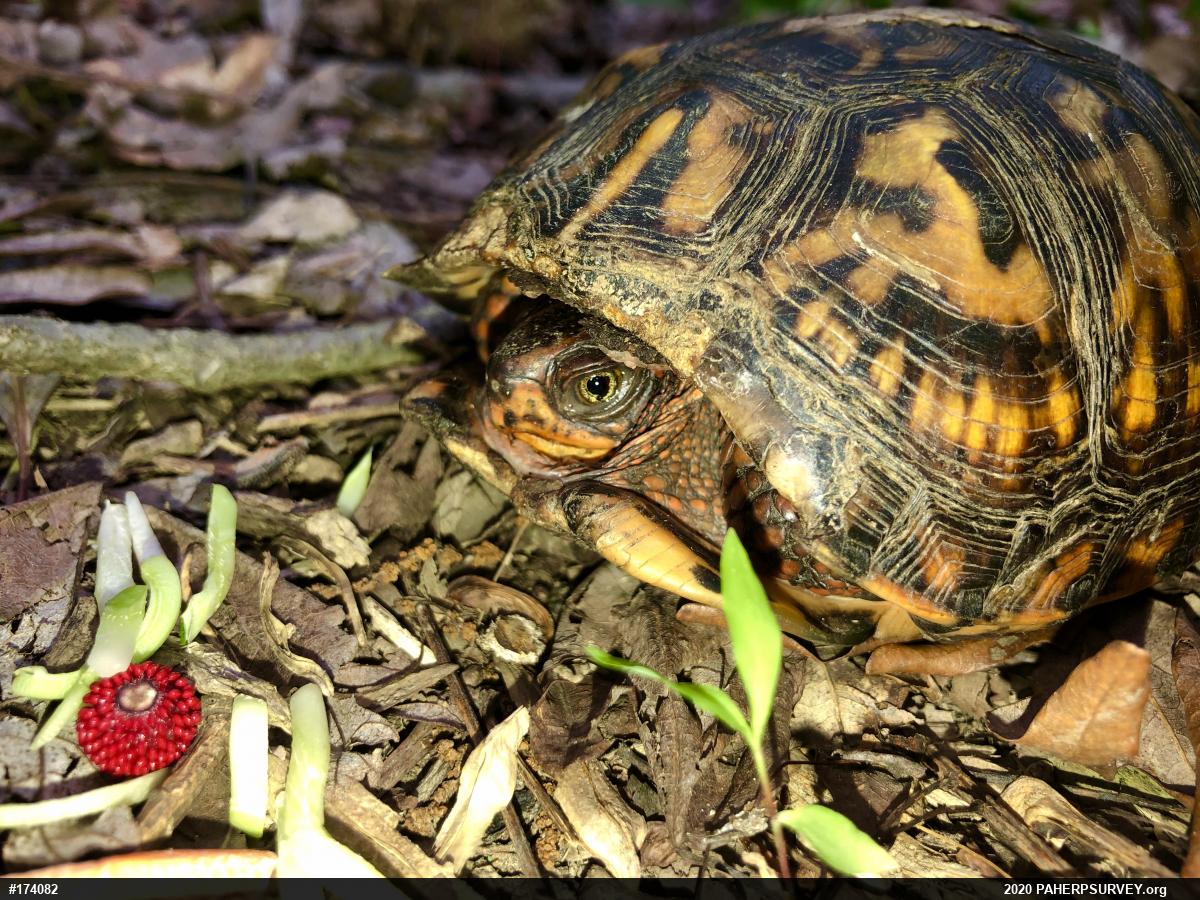 Eastern Box Turtle