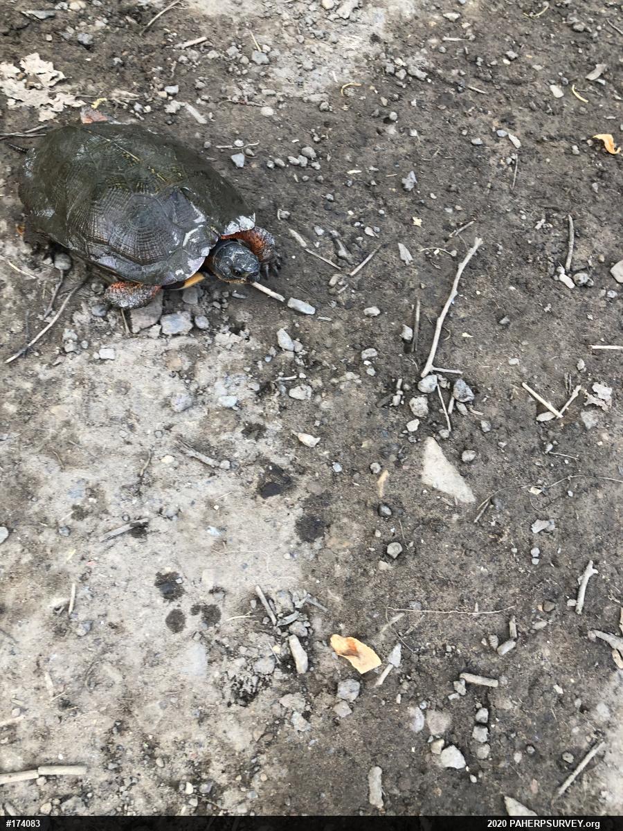 Wood Turtle