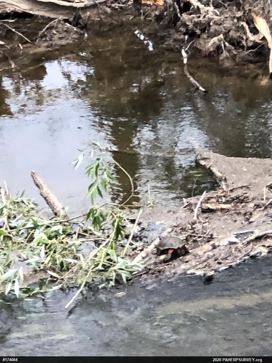 Wood Turtle