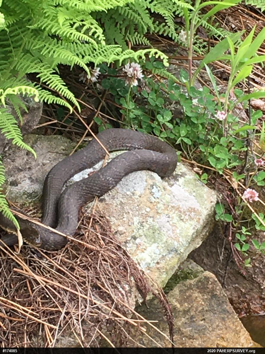 Northern Watersnake