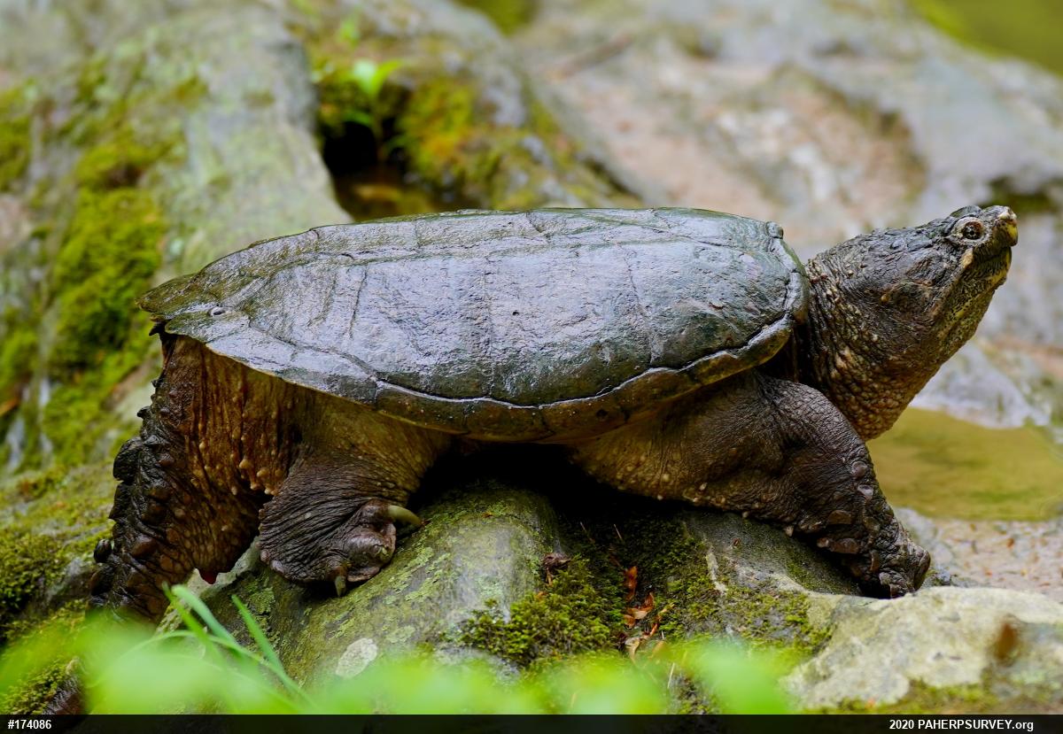 Snapping Turtle