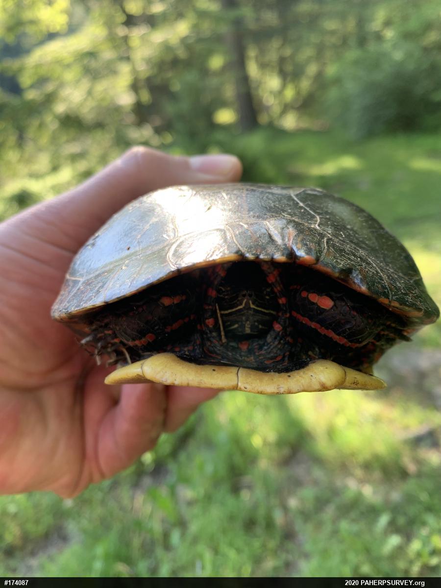 Painted Turtle