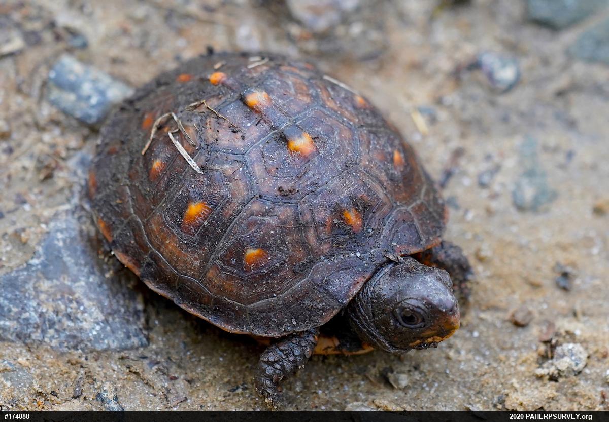 Eastern Box Turtle