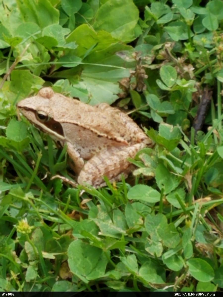 Wood Frog