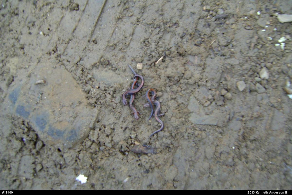 Eastern Red-backed  Salamander