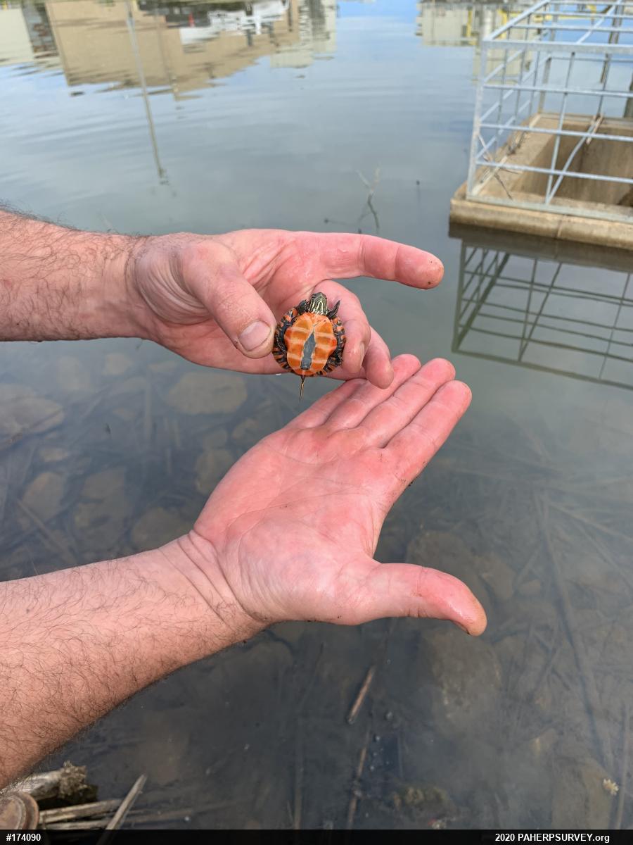 Painted Turtle