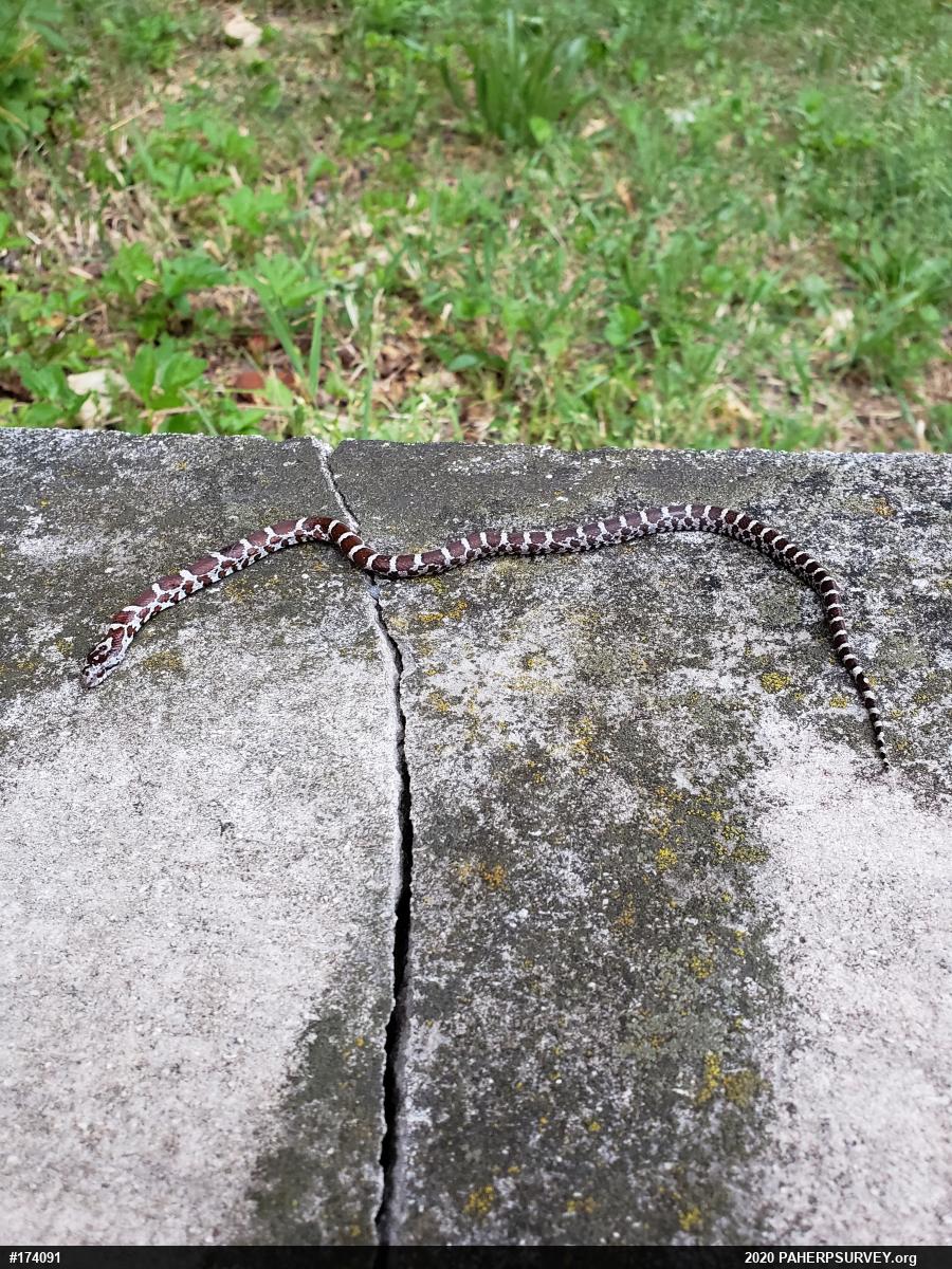Eastern Milksnake