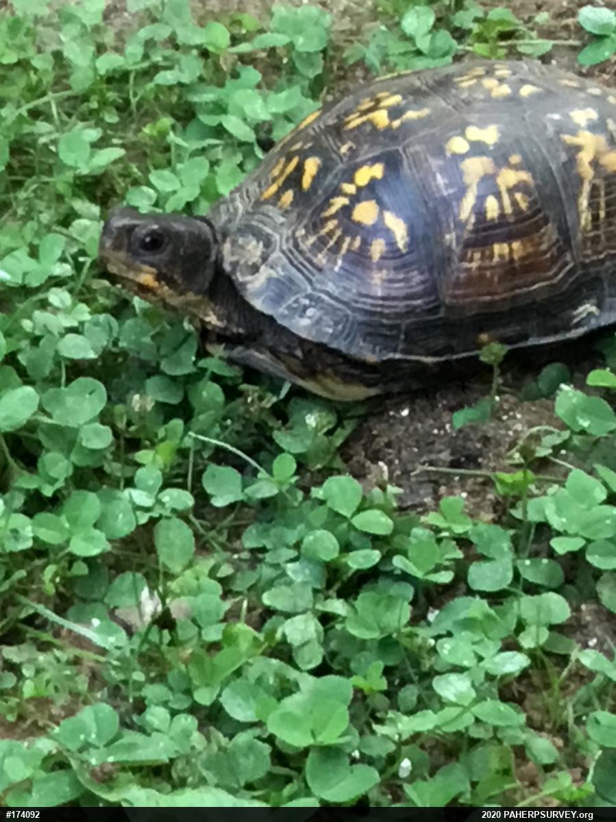 Eastern Box Turtle