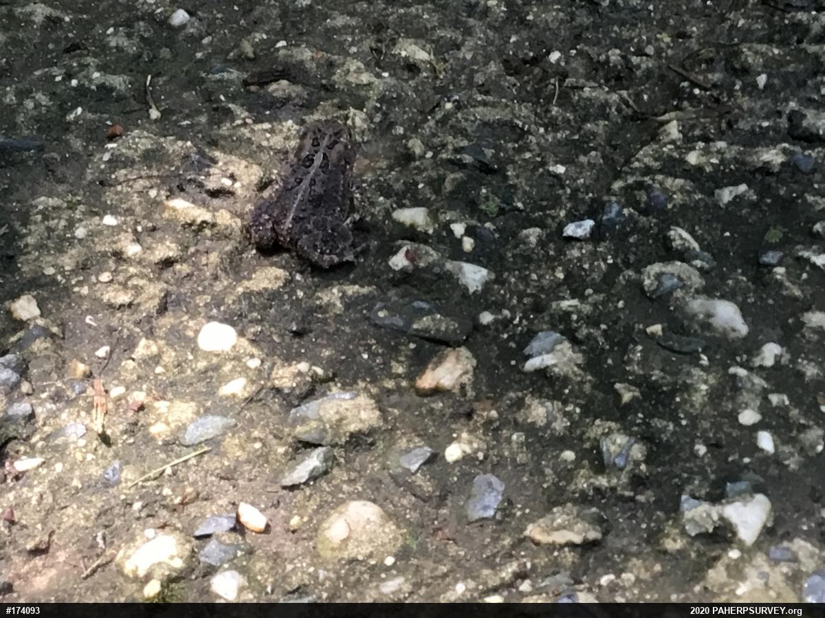 Eastern American Toad
