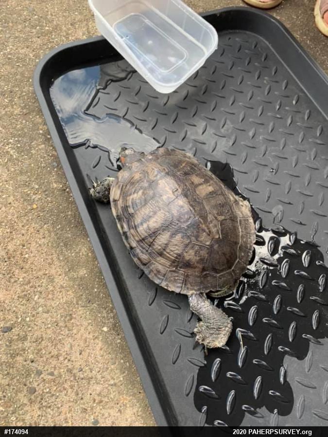 Red-eared Slider