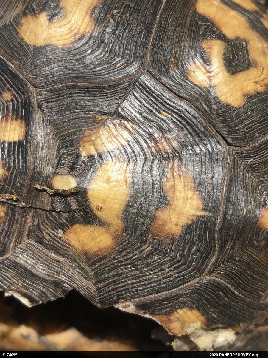 Eastern Box Turtle