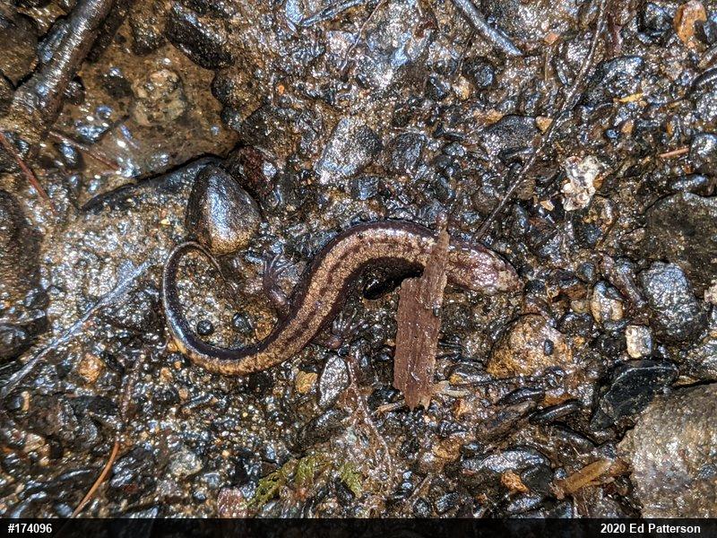 Allegheny Mountain Dusky Salamander