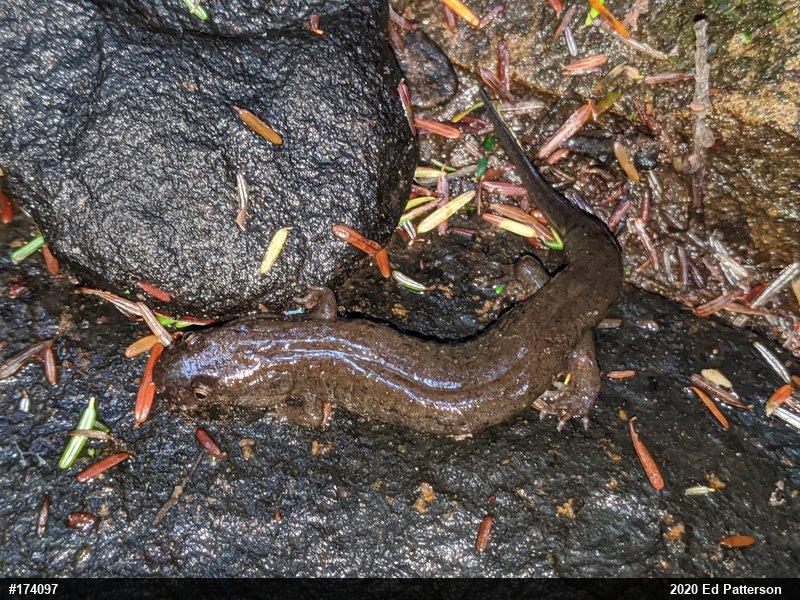 Northern Dusky Salamander