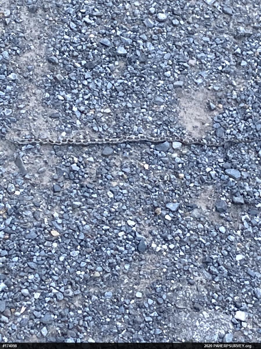 Eastern Ratsnake