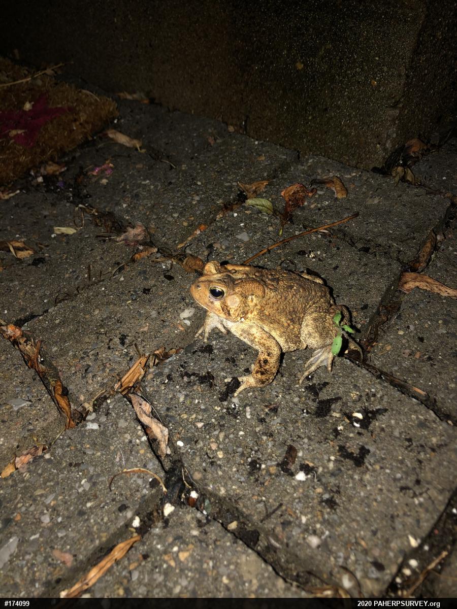Eastern American Toad