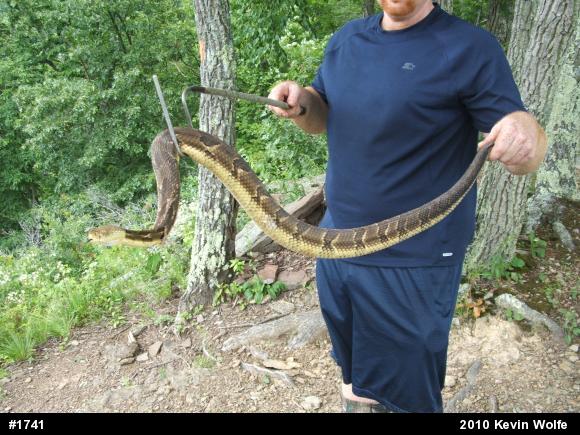 Timber Rattlesnake