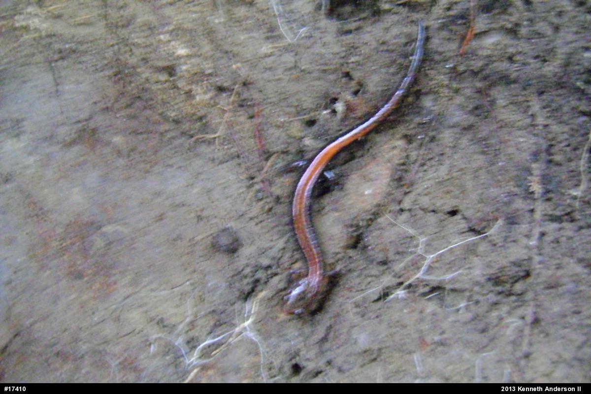 Eastern Red-backed  Salamander
