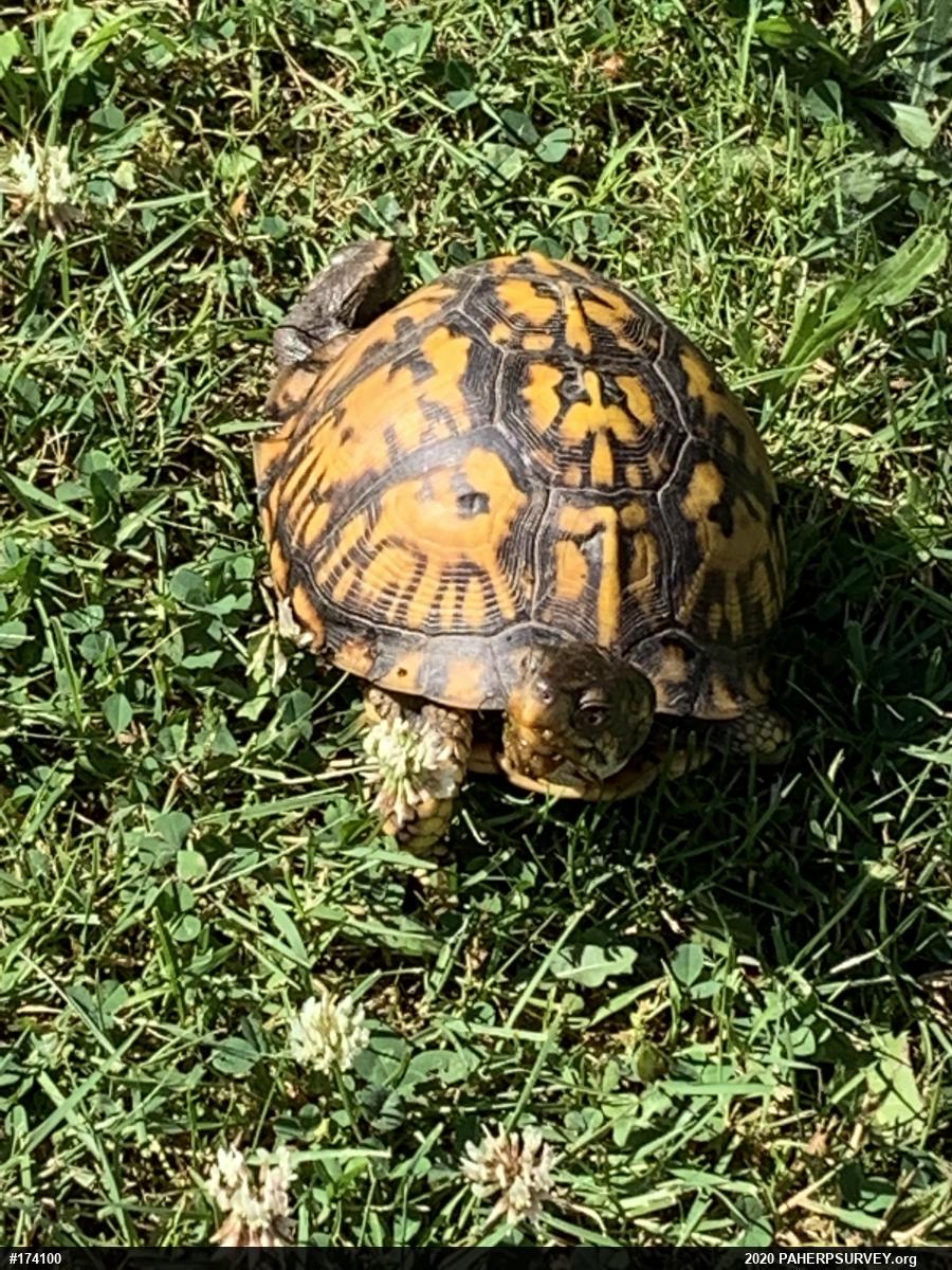 Eastern Box Turtle