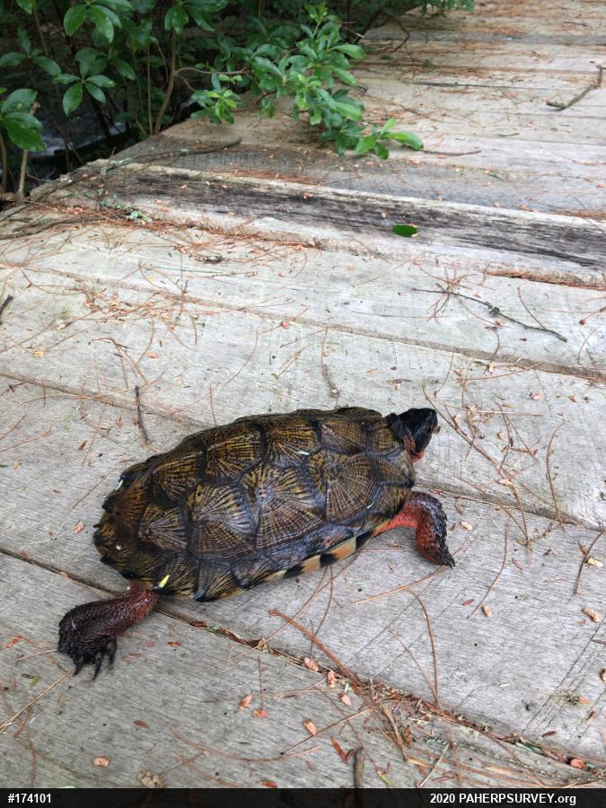 Wood Turtle