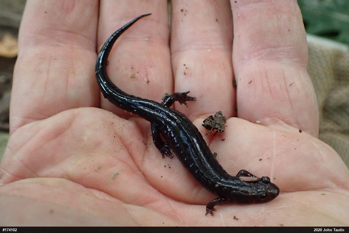 Allegheny Mountain Dusky Salamander