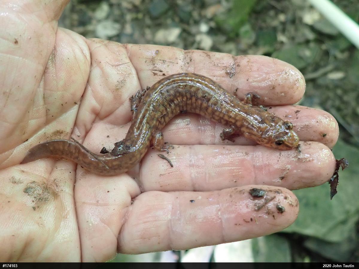 Northern Spring Salamander