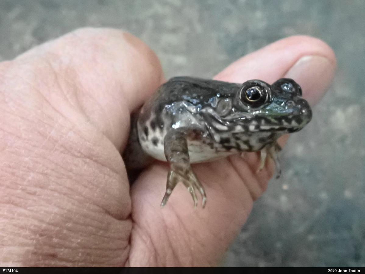 Green Frog
