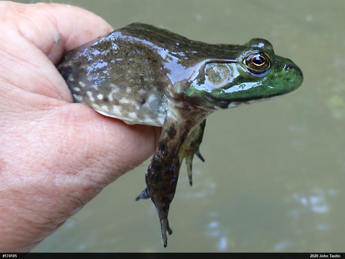 American Bullfrog