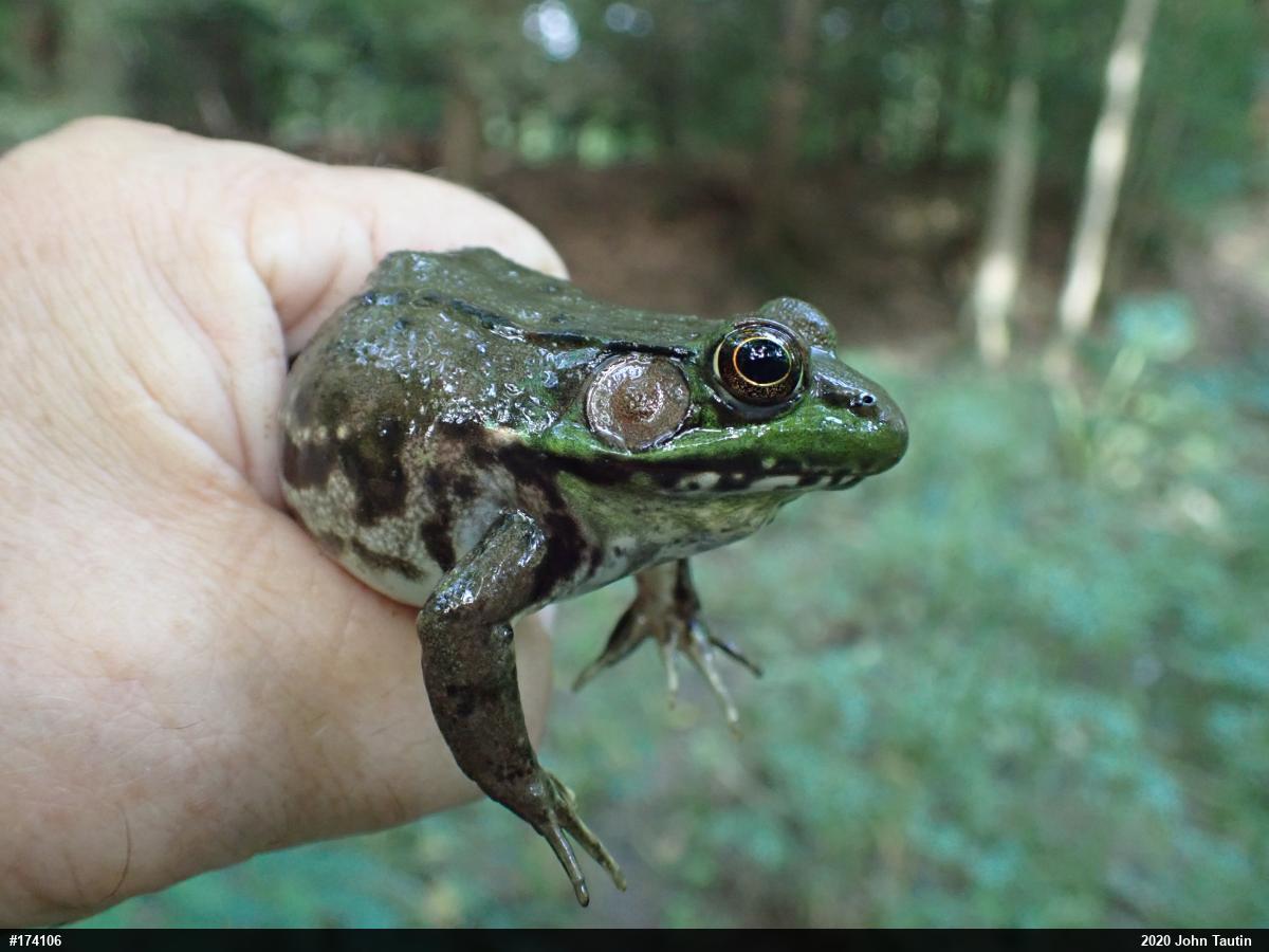 Green Frog