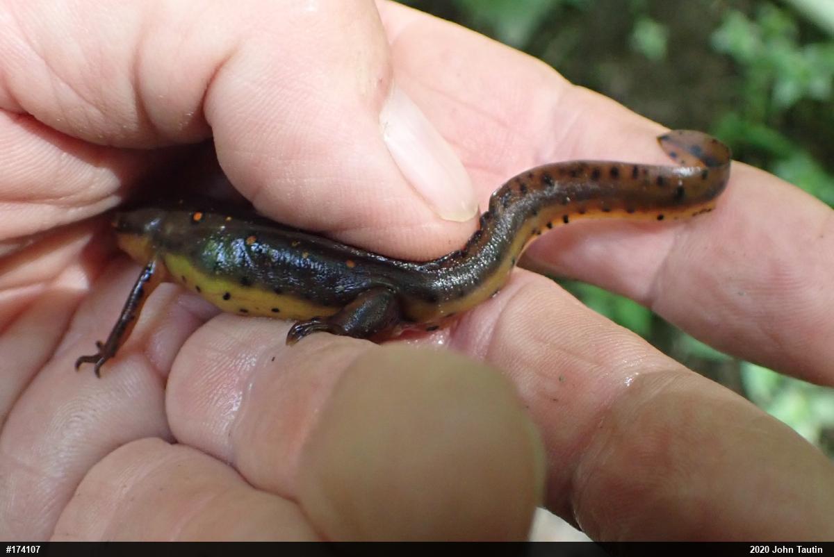 Red-spotted Newt