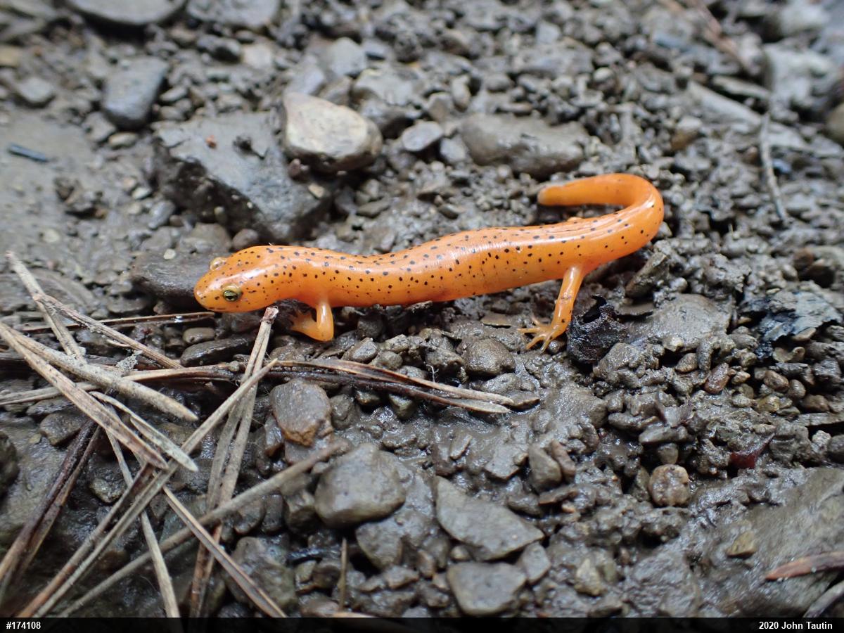 Northern Red Salamander