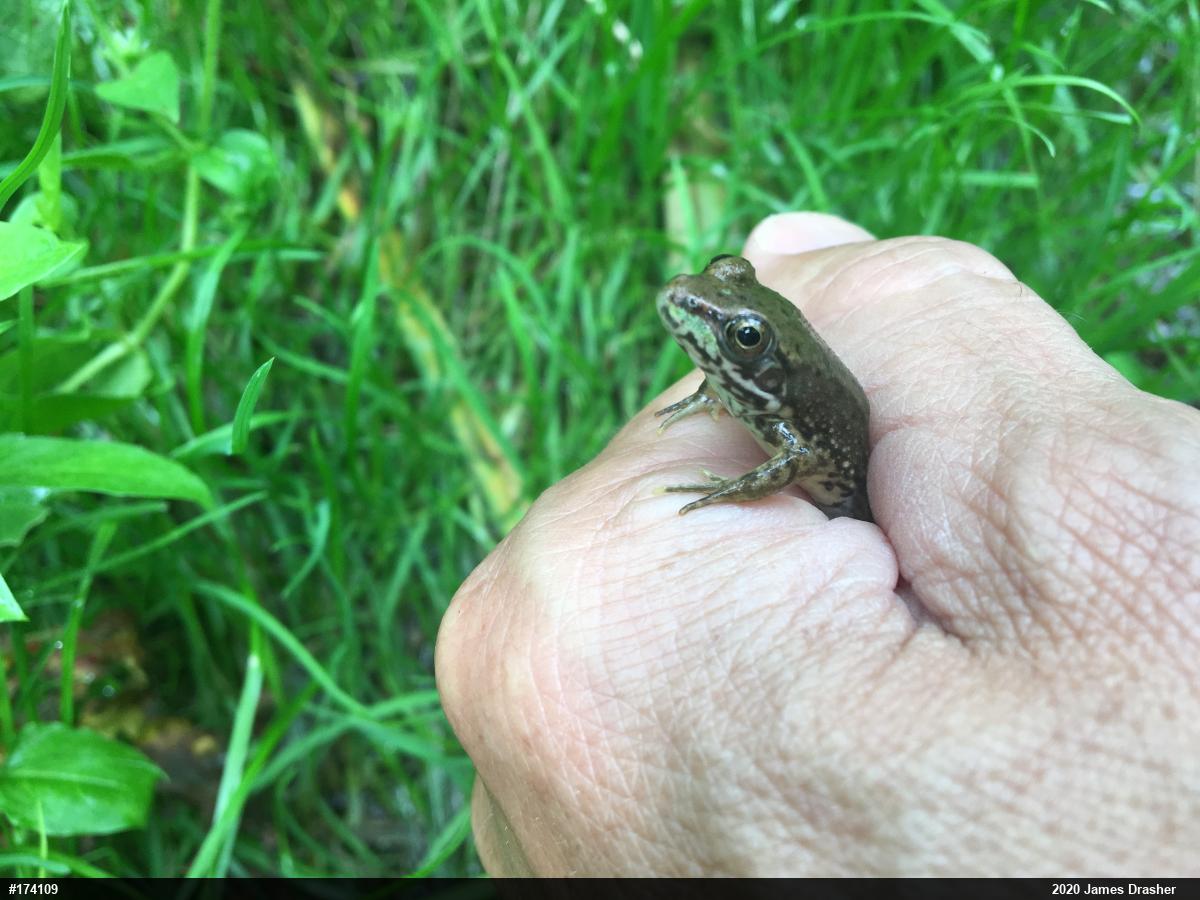 Green Frog