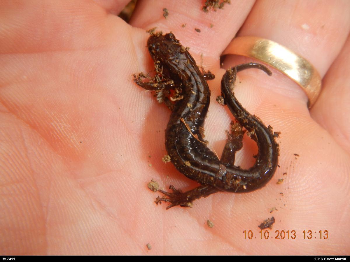 Allegheny Mountain Dusky Salamander