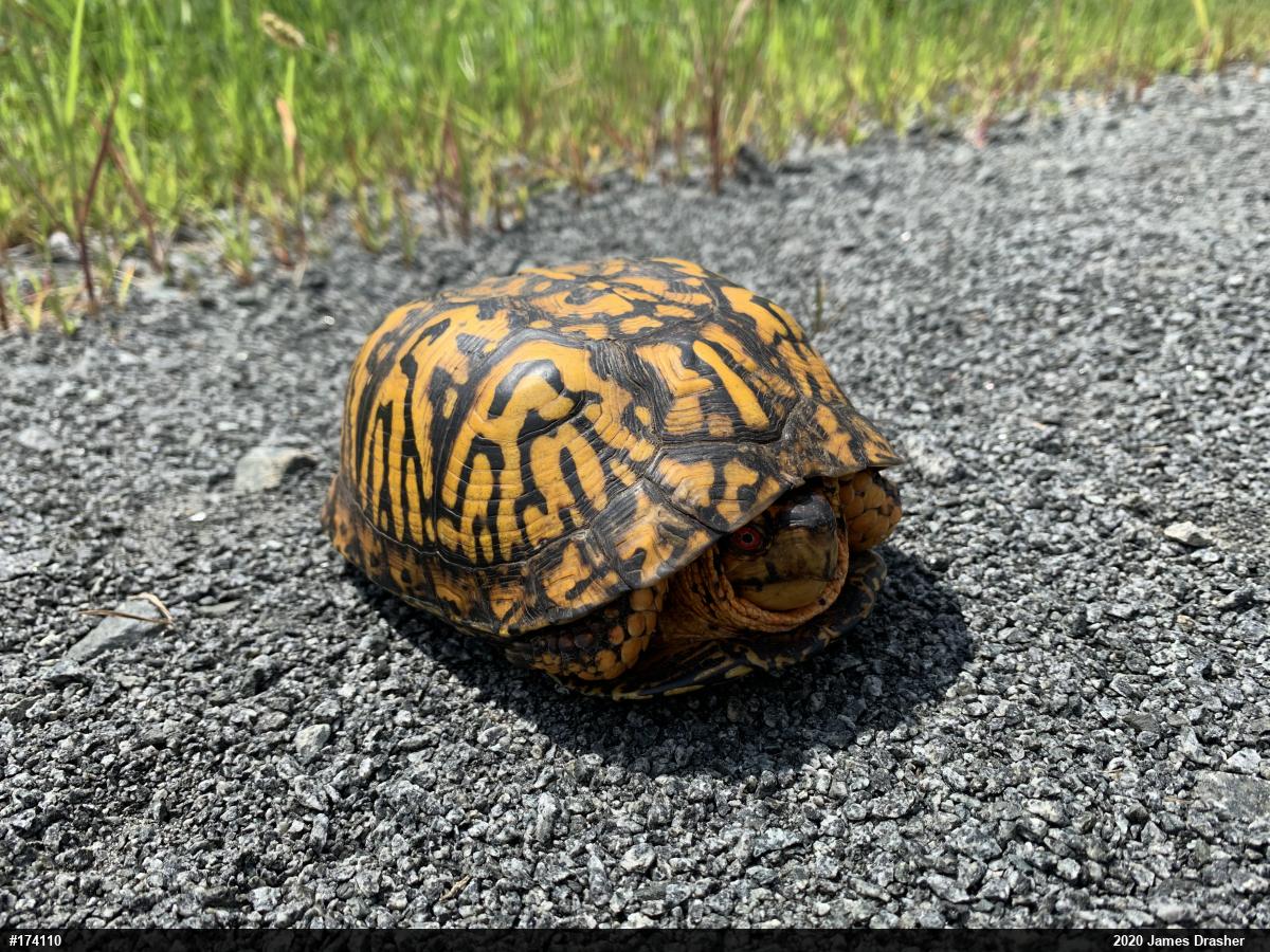 Eastern Box Turtle