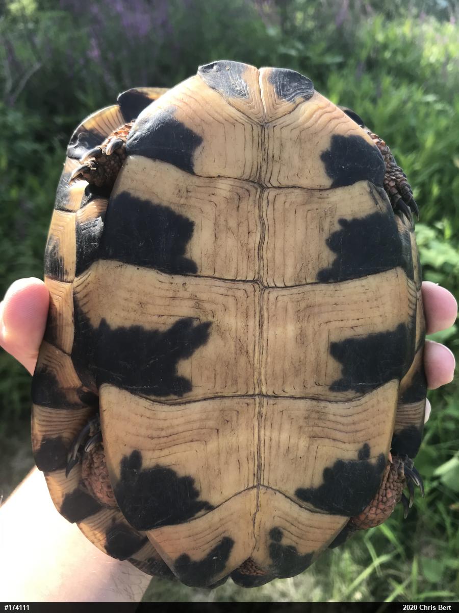 Wood Turtle