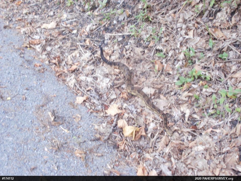 Timber Rattlesnake