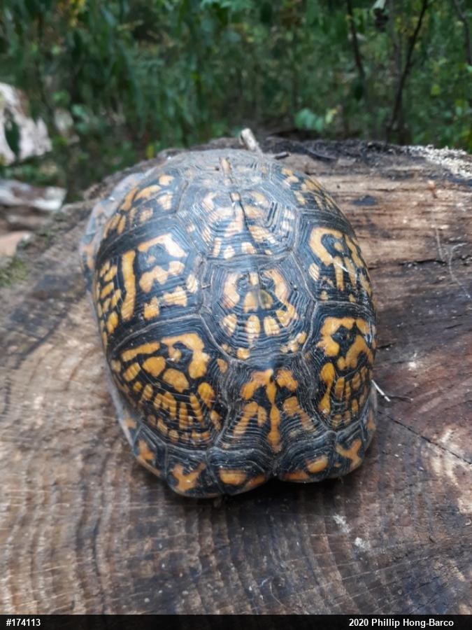 Eastern Box Turtle