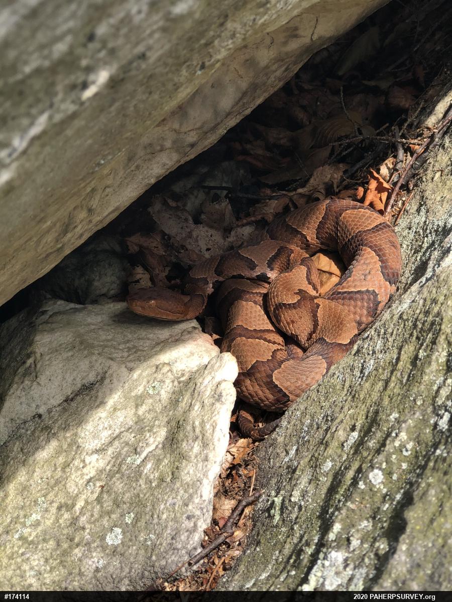 Northern Copperhead