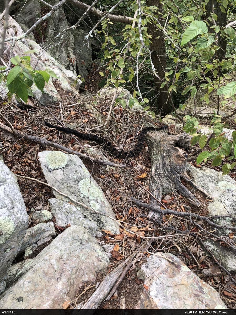 Timber Rattlesnake