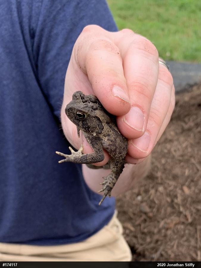 Eastern American Toad